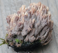 Ramaria apiculata brunnea