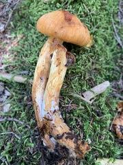 Aureonarius limonius