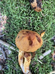 Aureonarius limonius