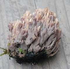 Ramaria apiculata brunnea