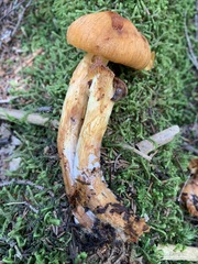 Aureonarius limonius