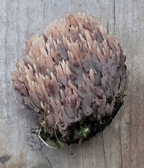 Ramaria apiculata brunnea