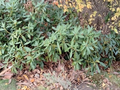 Rhododendron