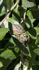 Phidippus mystaceus