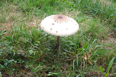 Macrolepiota