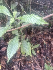 Psychotria nervosa