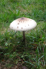 Macrolepiota