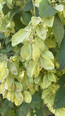 Serjania brachycarpa