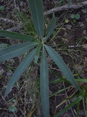Solanum glaucophyllum