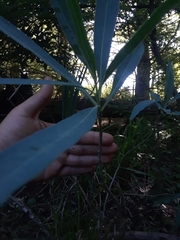 Solanum glaucophyllum