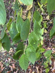 Rhamneae