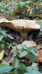 Clitocybe brunneocephala
