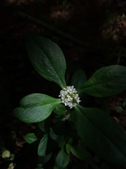 Spermacoce dasycephala