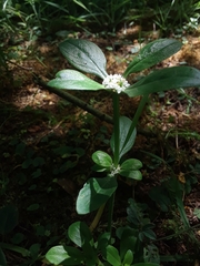 Spermacoce dasycephala