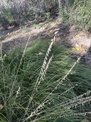 Bouteloua curtipendula
