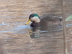 Anas rubripes × platyrhynchos