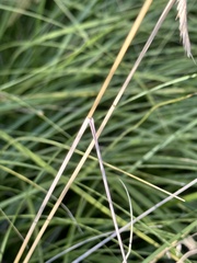 Bouteloua curtipendula