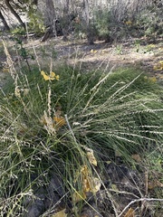 Bouteloua curtipendula