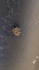 Phidippus arizonensis