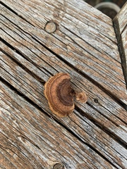 Gloeophyllum sepiarium