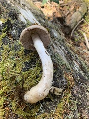 Cortinarius mucifluus