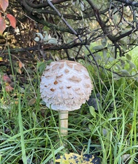 Chlorophyllum