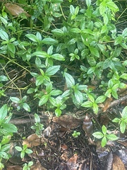 Sphagneticola trilobata