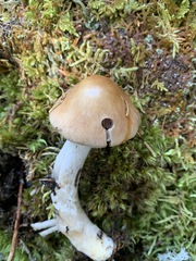 Cortinarius mucifluus