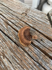 Gloeophyllum sepiarium