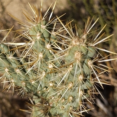 Cylindropuntia