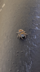 Phidippus arizonensis
