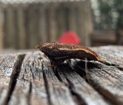 Gloeophyllum sepiarium