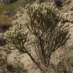 Cylindropuntia