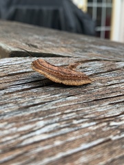 Gloeophyllum sepiarium