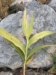 Coleosporium solidaginis