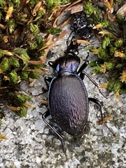 Sphaeroderus stenostomus lecontei