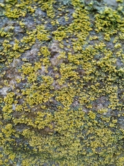 Candelariella efflorescens