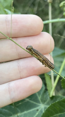 Spodoptera frugiperda