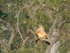 Neophron percnopterus