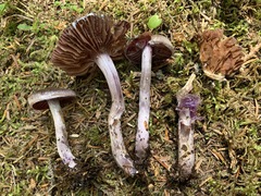 Cortinarius evernius