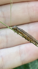 Spodoptera frugiperda