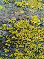 Candelariella efflorescens