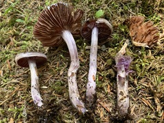 Cortinarius evernius