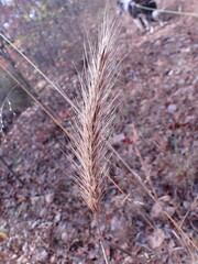 Elymus glabriflorus