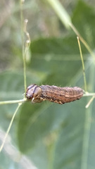 Spodoptera frugiperda