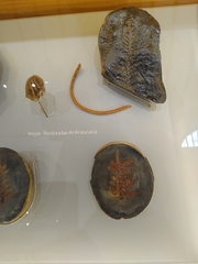 Araucaria