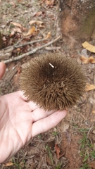 Combretum fruticosum