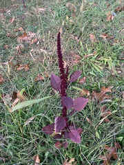 Amaranthus cruentus