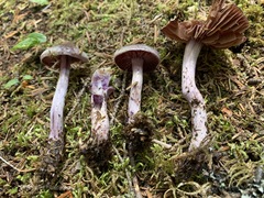Cortinarius evernius