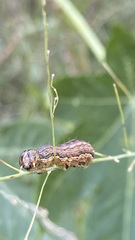 Spodoptera frugiperda